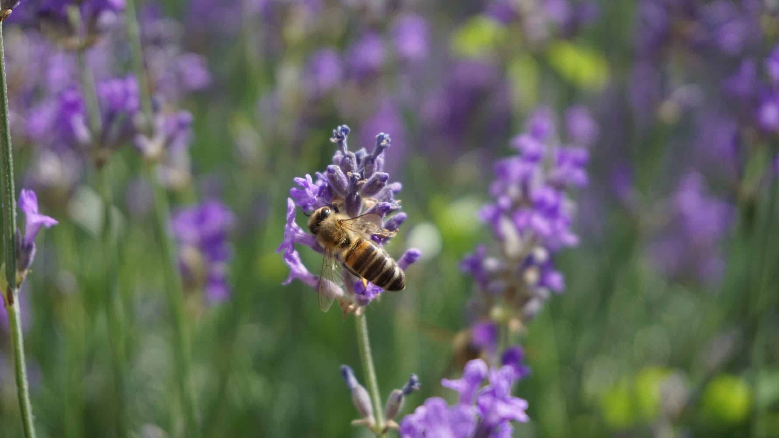 pascalwicht bee 5324762 1 scaled Österreichischer Tierschutzverein