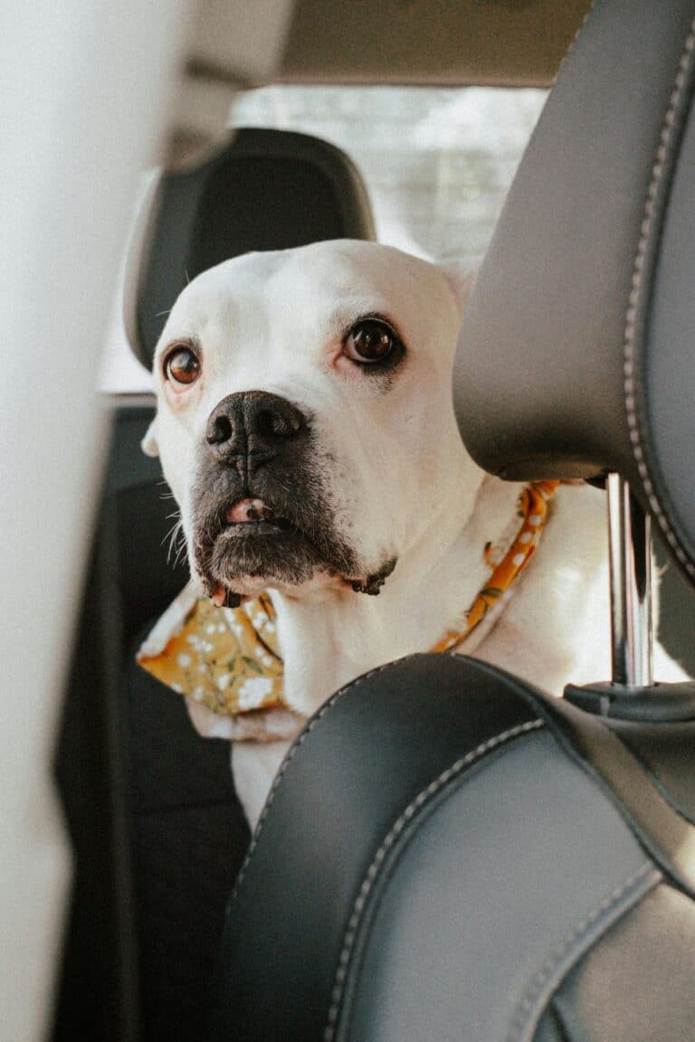 Hund im Auto Pexels