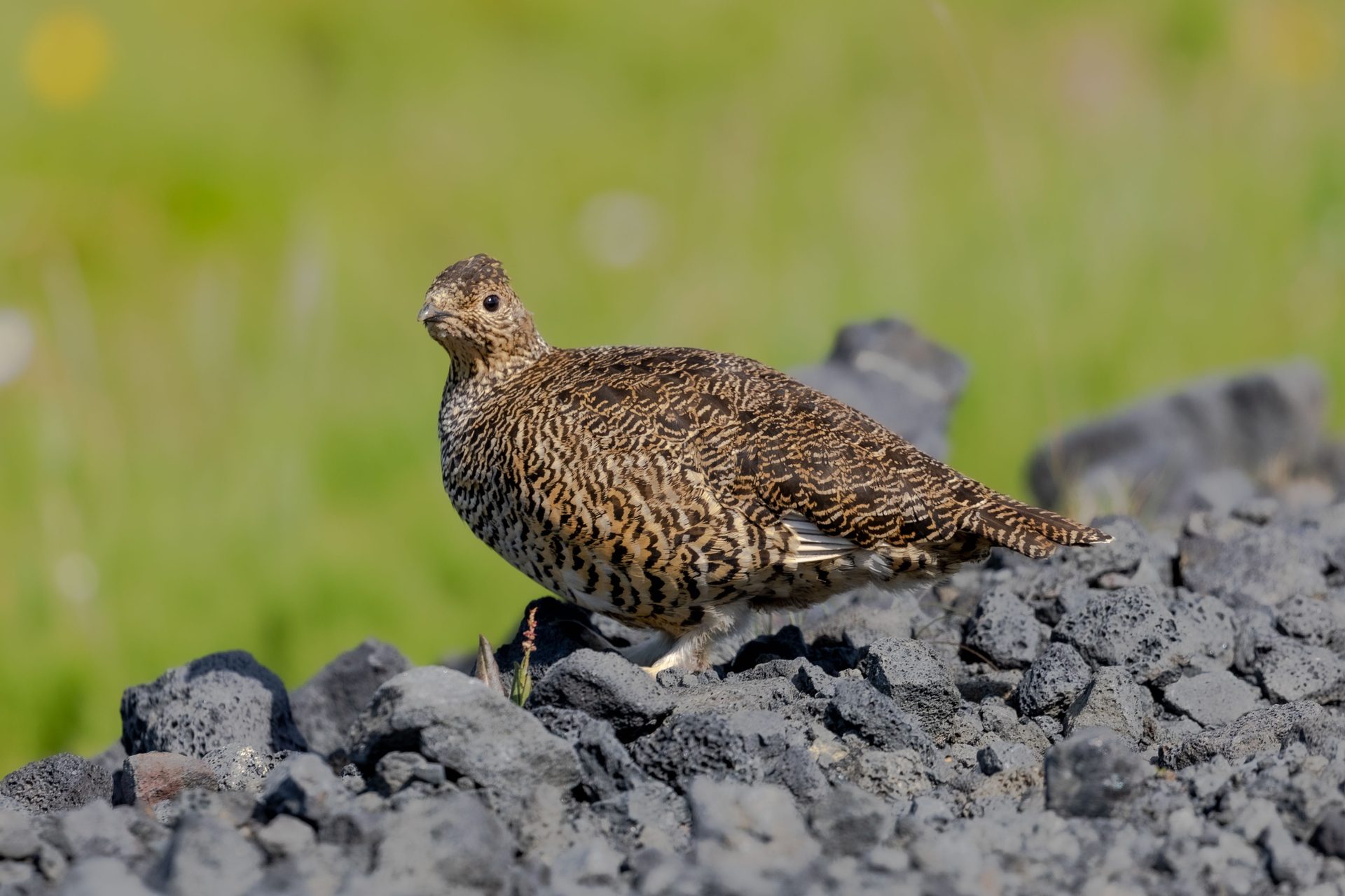 pexels steinifr 6609950 Österreichischer Tierschutzverein