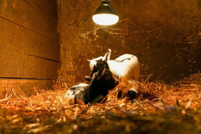 Österreichischer Tierschutzverein-Spendenkampagne: Ausbau Assisi-Hof Stockerau