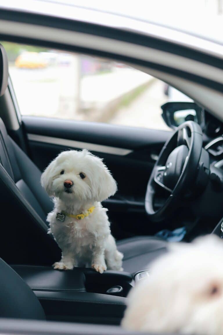 Hund im Auto Pexels 2