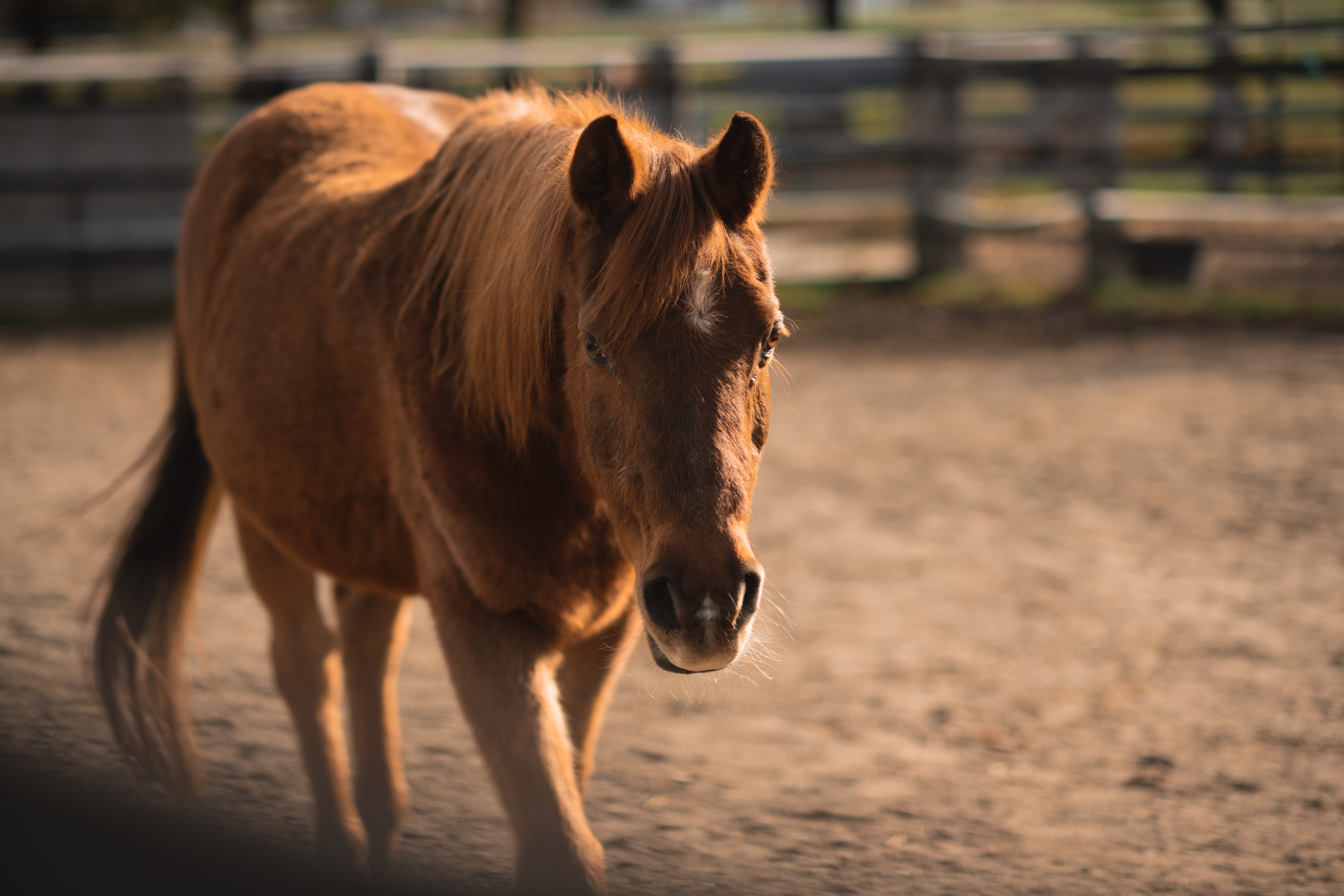 pferd2 Österreichischer Tierschutzverein