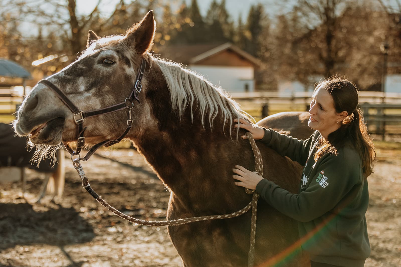 pferd3 Österreichischer Tierschutzverein