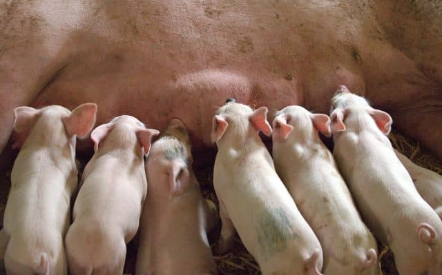 Österreichischer Tierschutzverein piglet 1639589 1920 640x399 1 Österreichischer Tierschutzverein