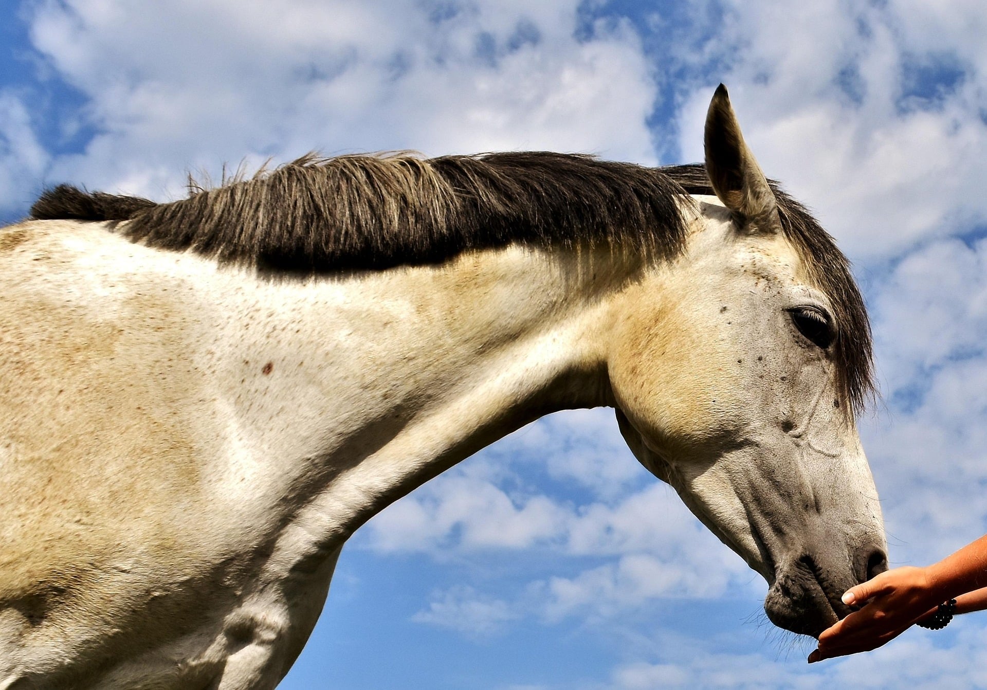 Österreichischer Tierschutzverein-Events: Die alternative Haustierapotheke