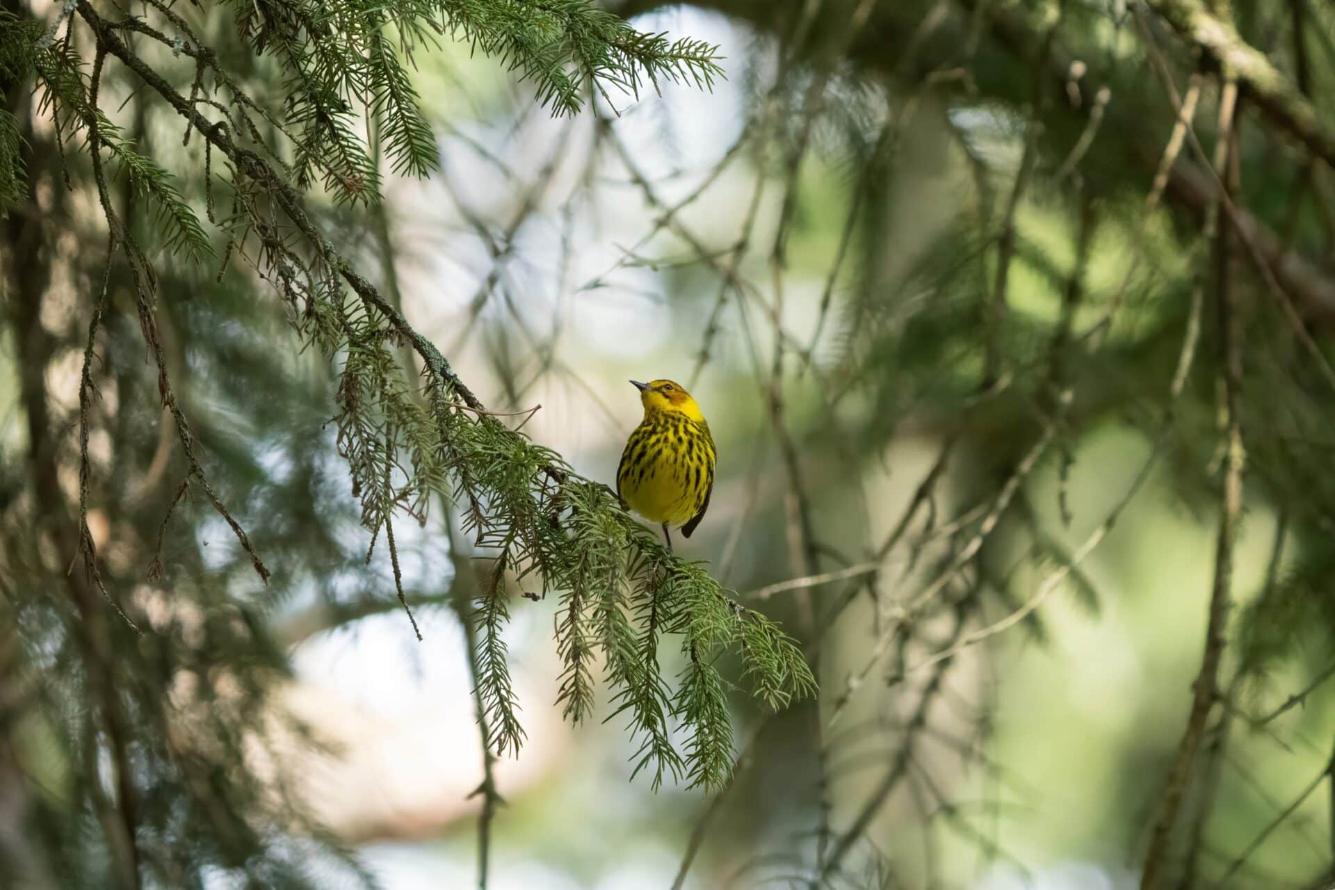 sam gahan ruhmkorff cape may warbler 10164510 Österreichischer Tierschutzverein