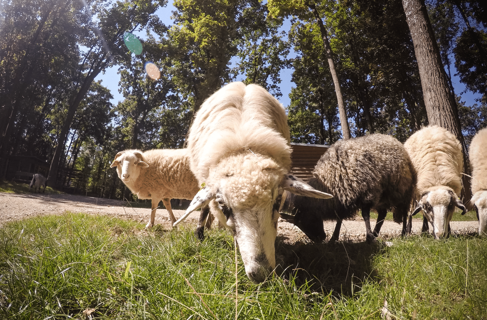 schaf3 1 Österreichischer Tierschutzverein