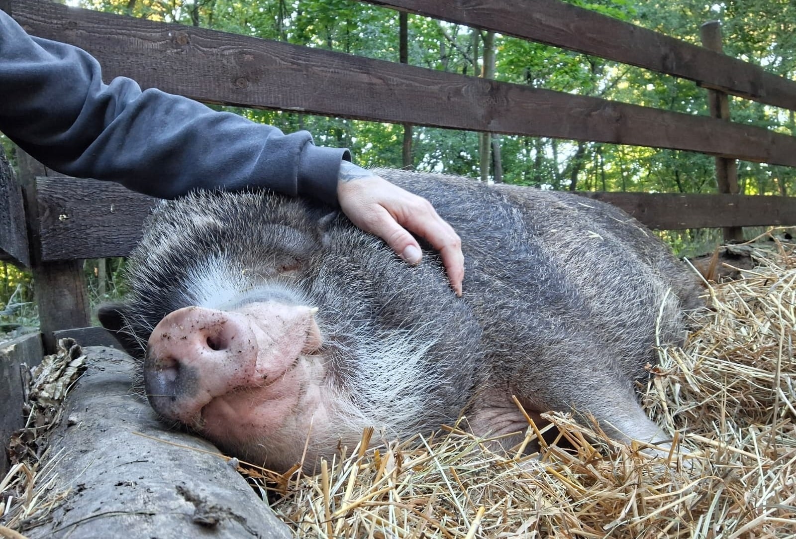schwein3 Österreichischer Tierschutzverein