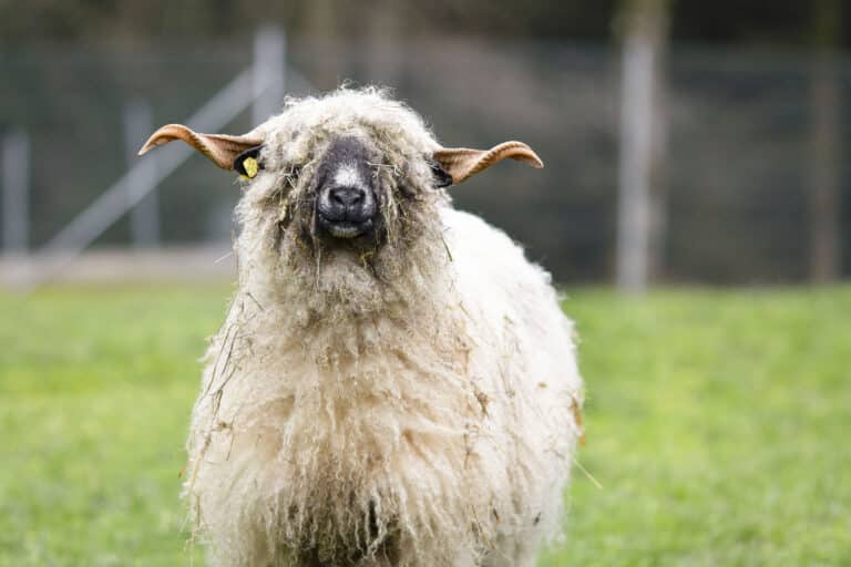 Österreichischer Tierschutzverein - Assisi Hof Frankenburg: Schutz und Pfleger für gefährdete Tiere.