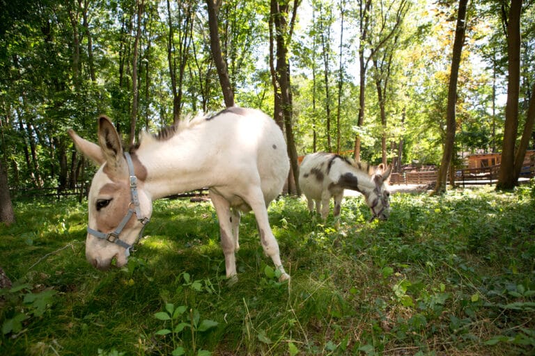 Österreichischer Tierschutzverein - Assisi-Hof in Stockerau: Vorbildlicher Tierschutzhof.