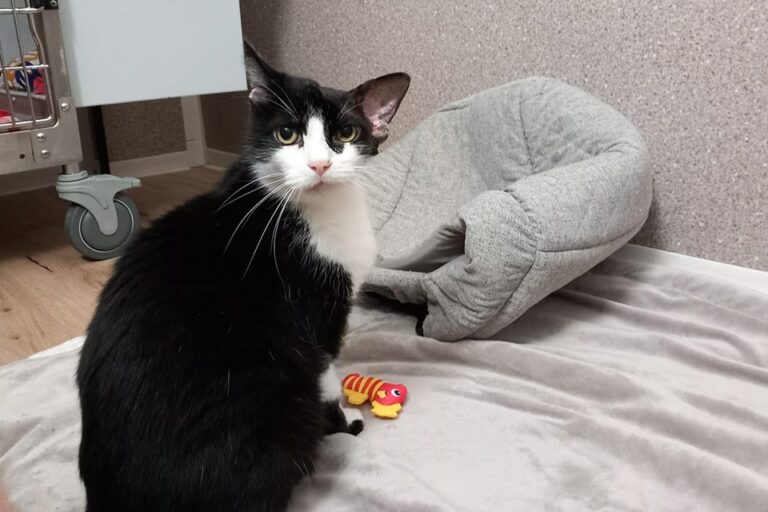 Österreichischer Tierschutzverein - Katzenhaus: Kater Prinzi in seinem Raum.