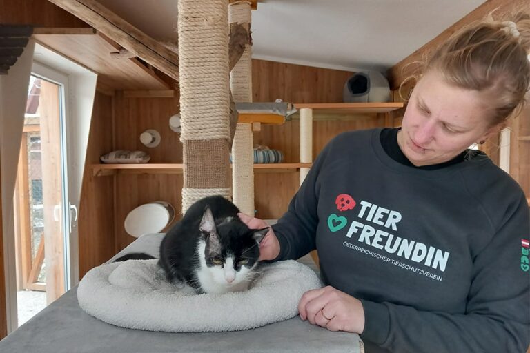 Österreichischer Tierschutzverein - Katzenhaus: Stephanie und Prinzi.