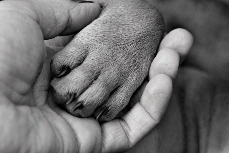 Österreichischer Tierschutzverein - Kranzspenden: Menschenhand hält Hundepfote