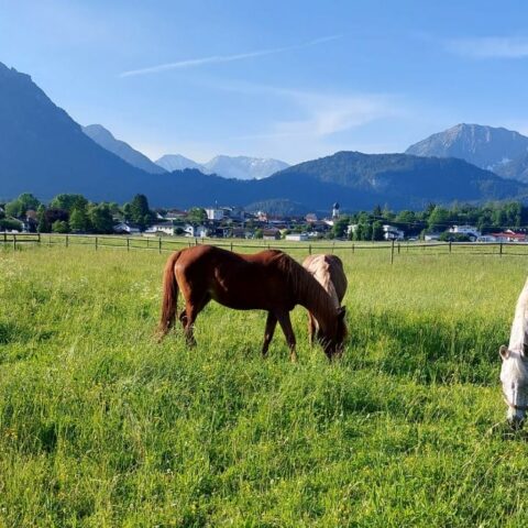 Österreichischer Tierschutzverein - Pferdeklappe Reutte: Für Pferde in Not aus ganz Österreich.
