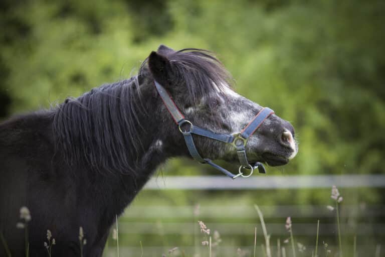Österreichischer Tierschutzverein - Pferdeklappe Reutte: Die Pferdeklappe ist kein Gnadenhof.