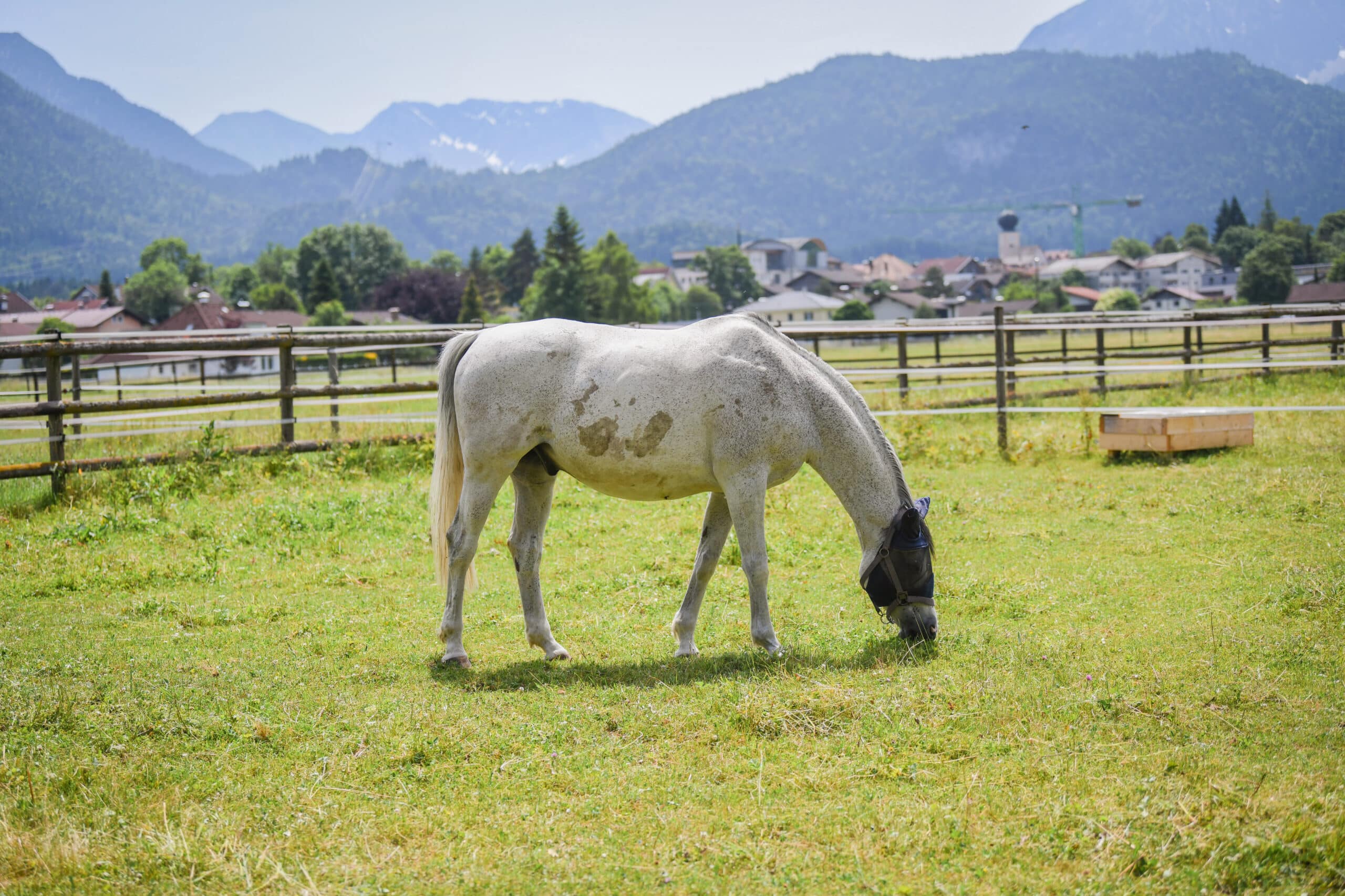 Österreichischer Tierschutzverein - Pferdeklappe Reutte: Wir vermitteln Pferde.