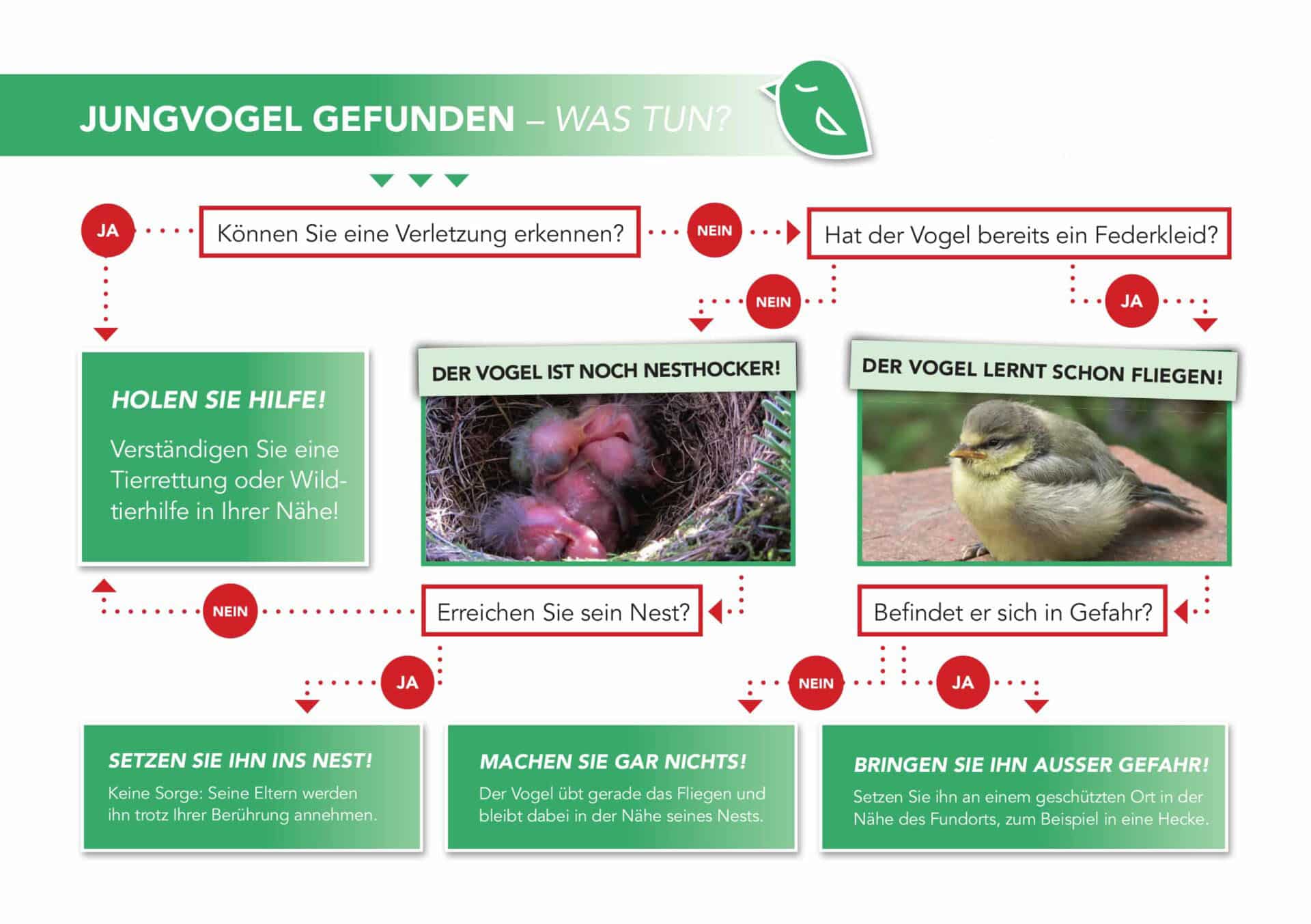 Österreichischer Tierschutzverein - Wissen: Jungvogel gefunden, was tun