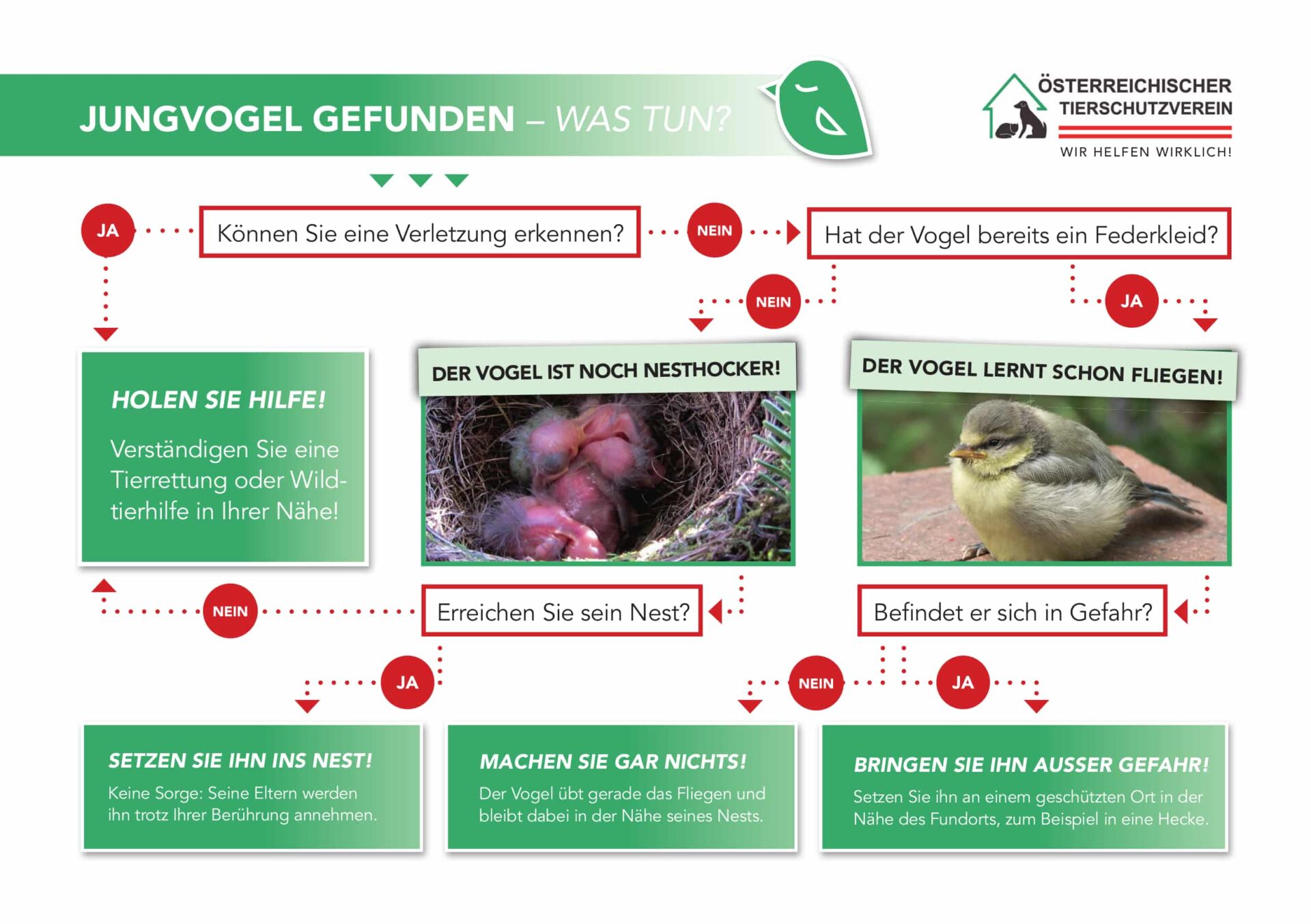 tierschutzverein tierschutzwissen leiutfaden vogelkinder helfen Österreichischer Tierschutzverein