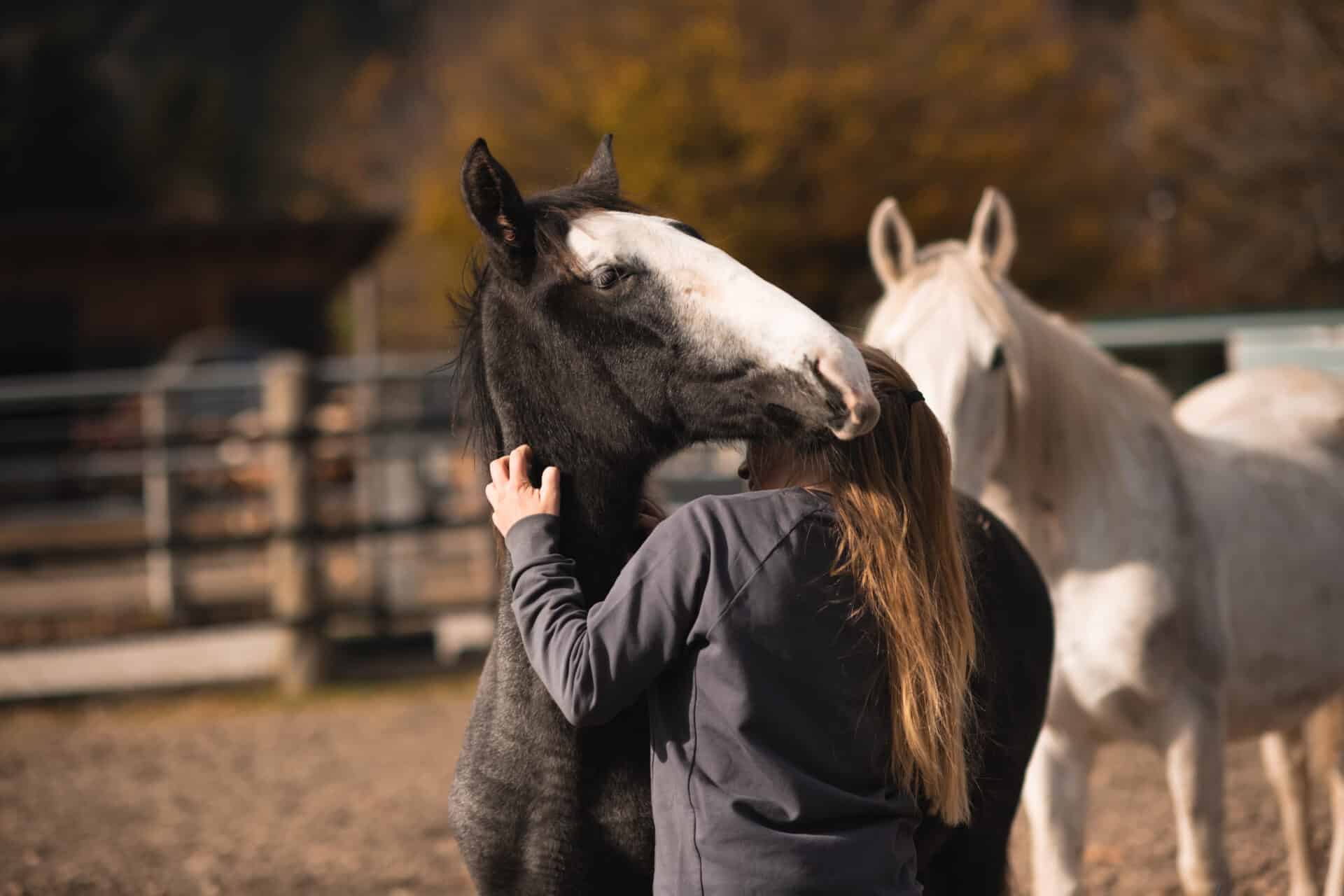 Österreichischer Tierschutzverein - Tierschutzwissen: Trauma-Pferd erlebt endlich wahre Freundschaft.