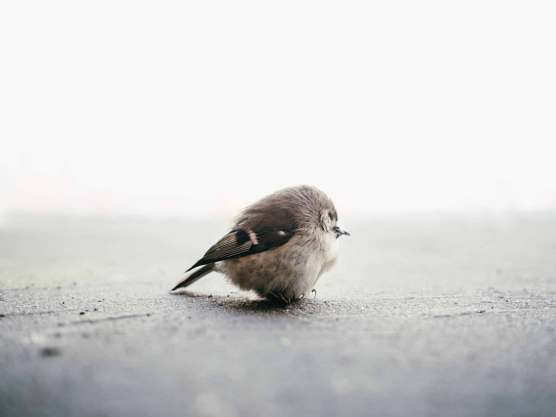 Österreichischer Tierschutzverein - Tierschutzwissen: Was tun, wenn ein Vogel gegen die Scheibe fliegt?