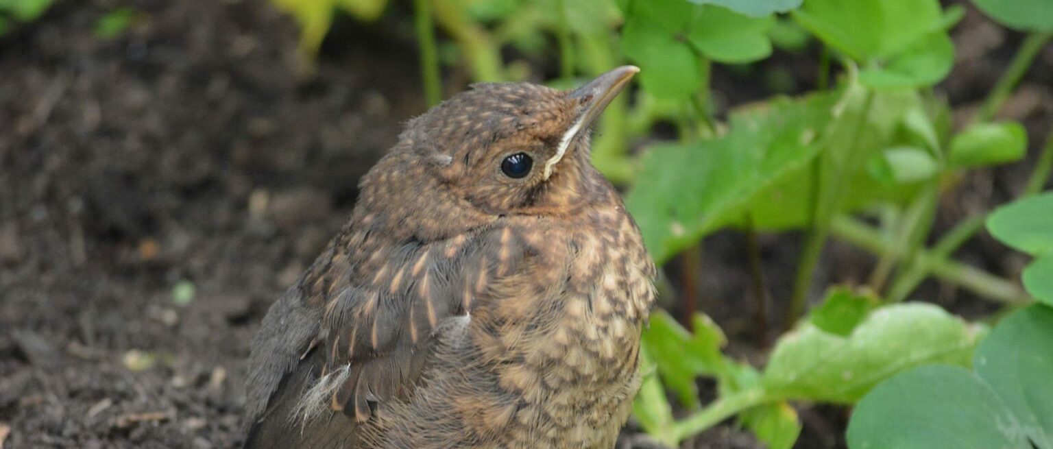 Österreichischer Tierschutzverein - Tierschutzwissen: Vogelkind gefunden, was tun?