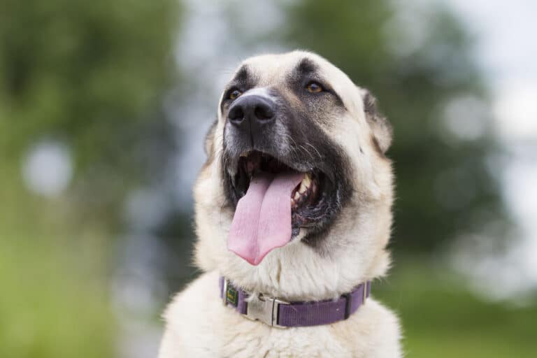 Österreichischer Tierschutzverein - Tiervermittlung: Finden Sie Ihr neues Haustier.