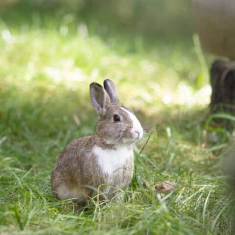 Österreichischer Tierschutzverein - Tiervermittlung: Die fröhliche Kaninchen Truppe. Sie wollen sie näher kennenlernen?