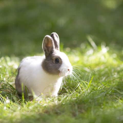 Österreichischer Tierschutzverein - Tiervermittlung: Die fröhliche Kaninchen Truppe. Sie wollen sie näher kennenlernen?