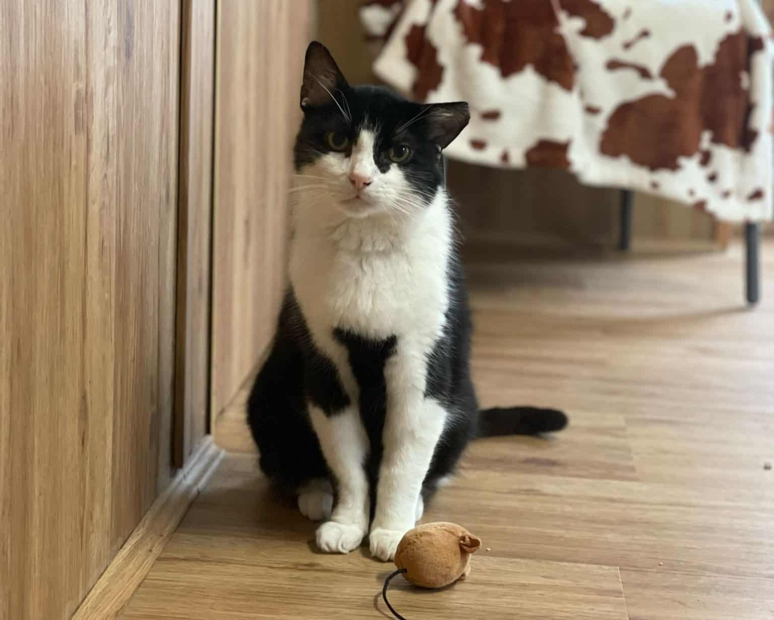 Österreichischer Tierschutzverein - Katzenhaus: Kater Prinzi sitzt in seinem Zimmer und sagt DANKE.