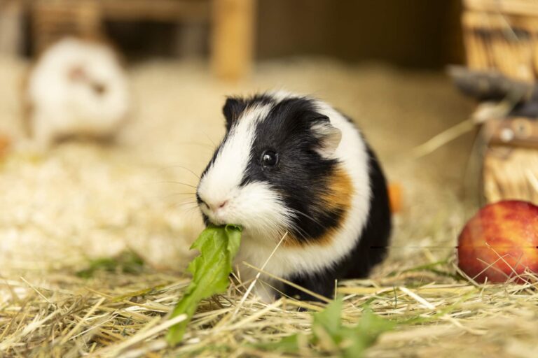 Meerschweinchen © Österreichischer Tierschutzverein