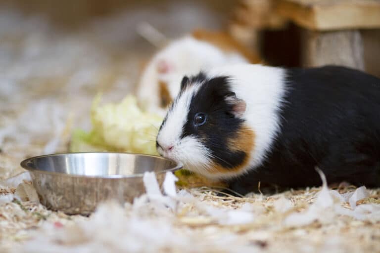 Meerschweinchen Cäsar und Charly ©OeTV