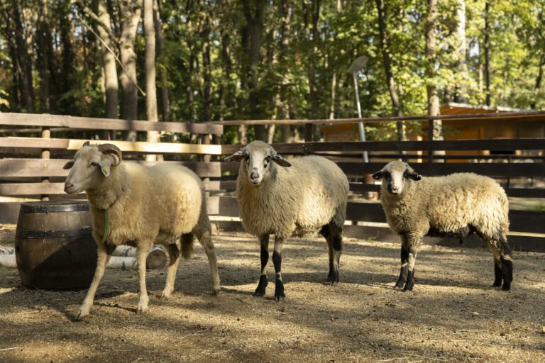 Österreichischer Tierschutzverein - Tiervermittlung: Schafe.