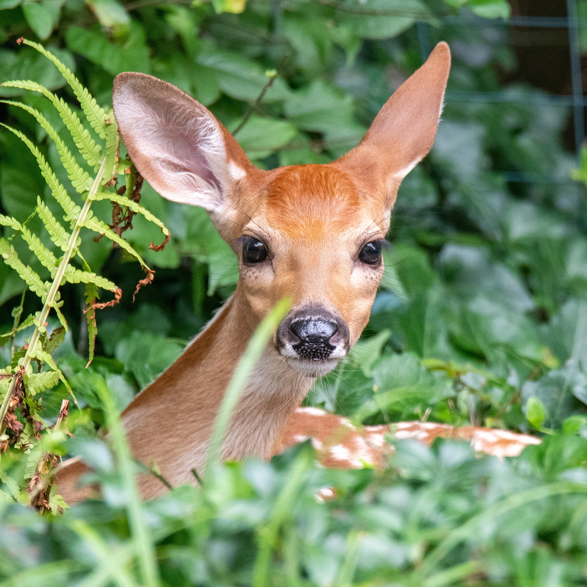 Österreichischer Tierschutzverein - Tierschutzwissen: Finger weg von jungen Wildtieren!
