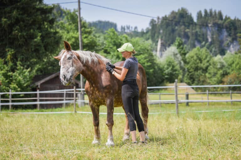 Österreichischer Tierschutzverein - Was kann ich tun: Tieren in Not etwas schenken.