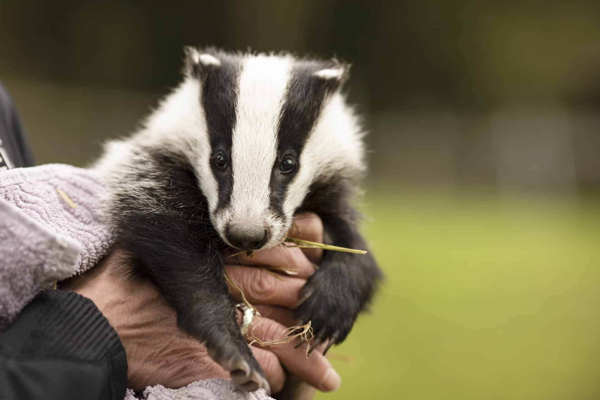 Österreichischer Tierschutzverein - Wildtier gefunden: Wildtierrettung in ganz Österreich.