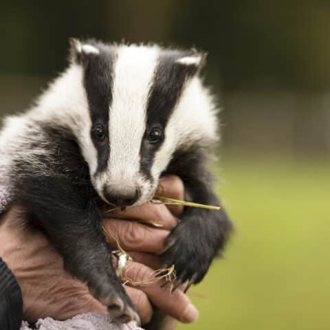 Österreichischer Tierschutzverein - Wildtier gefunden: Wildtierrettung in ganz Österreich.