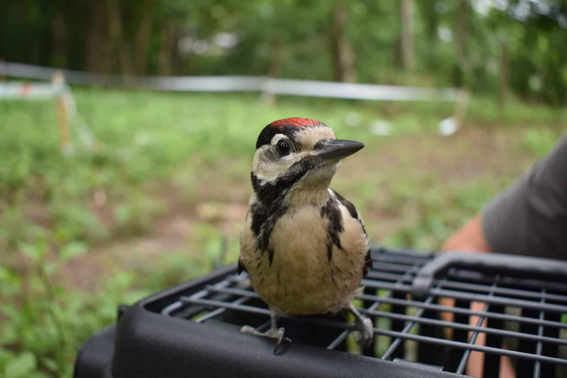 wild2 Österreichischer Tierschutzverein