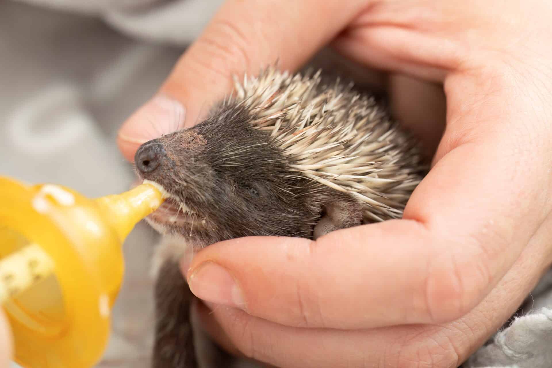 wild3 Österreichischer Tierschutzverein